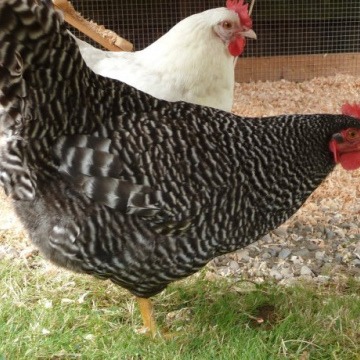 Improved Kienyeji Farming Data Keeping and Financial Audit