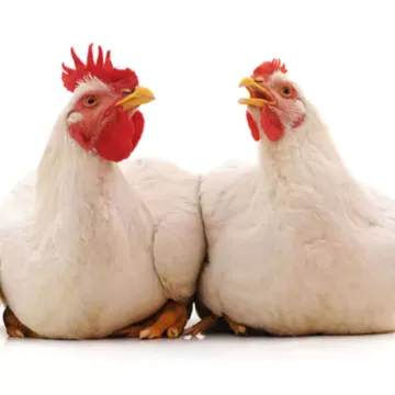 Broiler Farming Data Keeping and Financial Audit Template